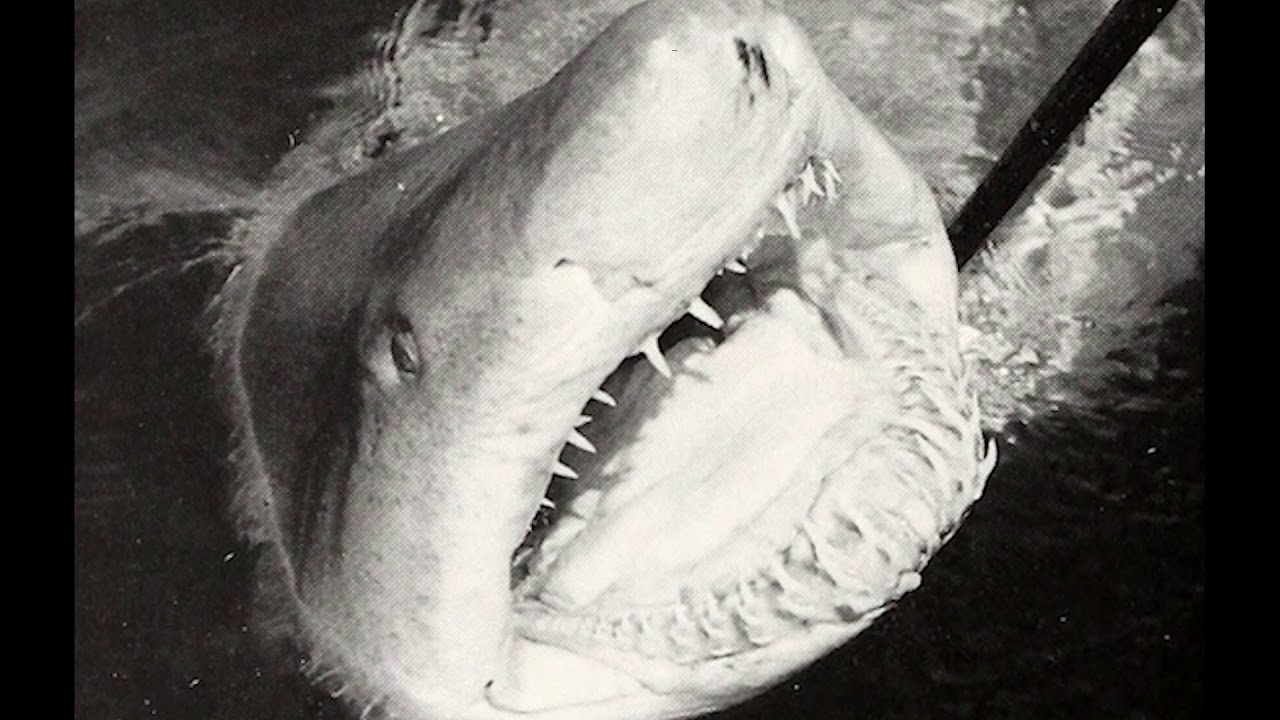 ALCHEMIST X CONWAY THE MACHINE TYPE BEAT (sold)