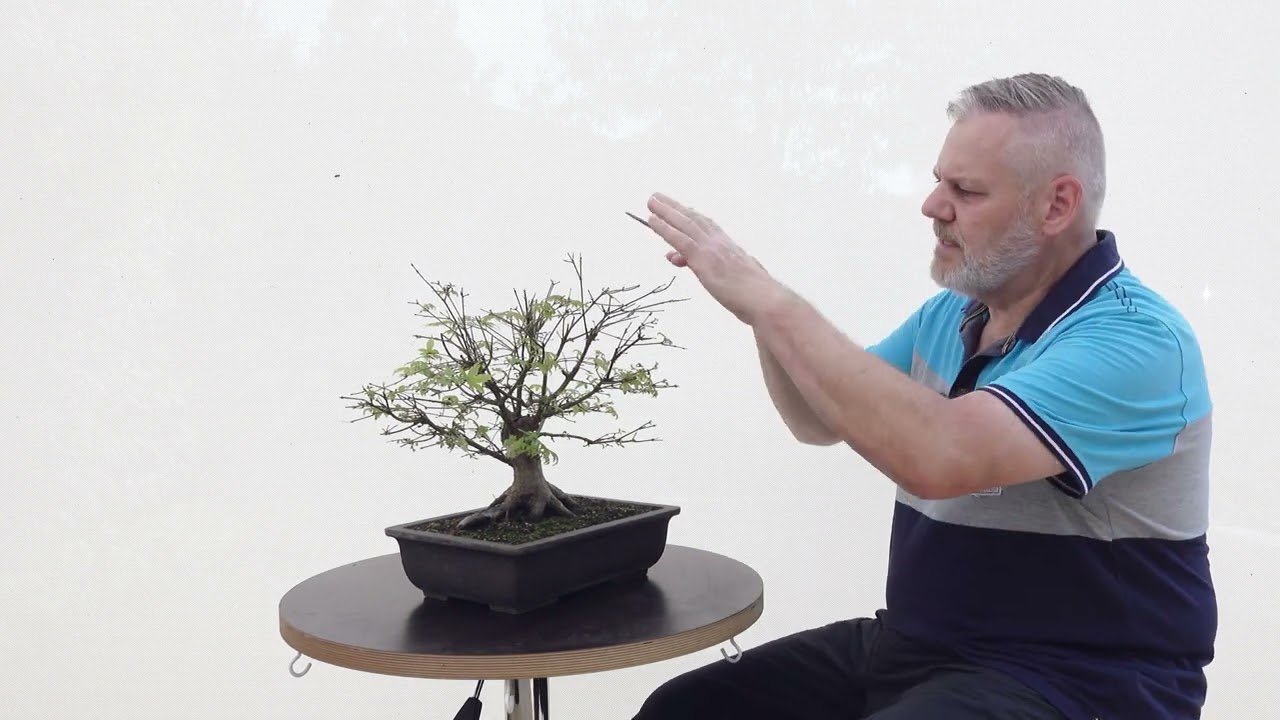 Bonsai-Rohling - Handelsware - Ahorn (Acer) Projekt 2024 2025