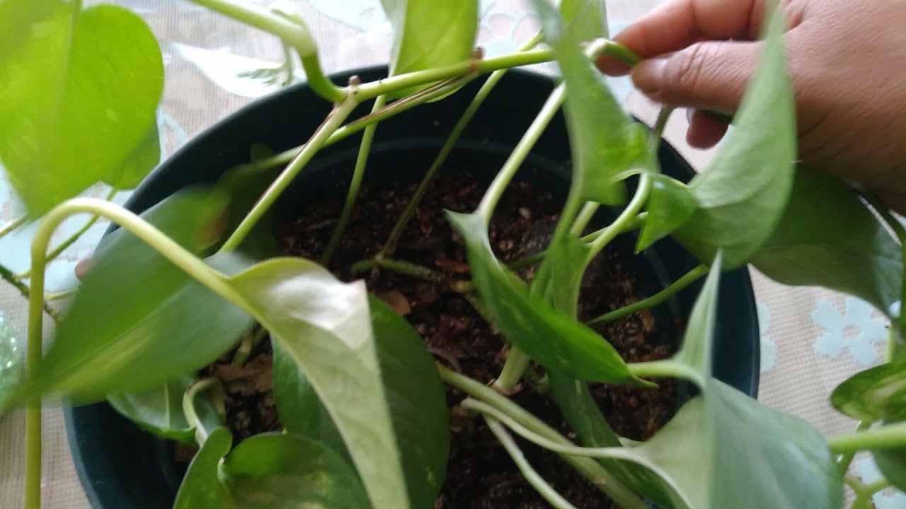 Reproducir  potus, planta de interior.
