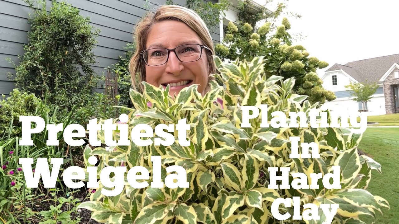 Planting In Hard Clay: The Ultimate Guide For Success! Plus The Prettiest Weigela I Have Seen!