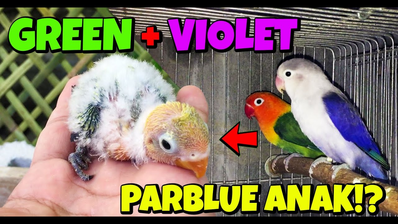 GREEN AT VIOLET PARBLUE ANG ANAK! PAANO!?🤔