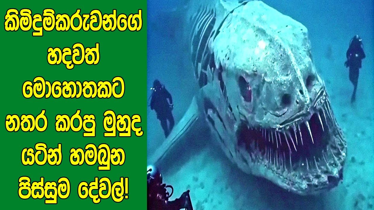 අම්මො! කිමිදුම්කරුවන්ගේ හදවත මොහොතකට නතර කරපු මුහුද යටින් හමබුන දේවල්! ‍| Shocking Underwater Finds!