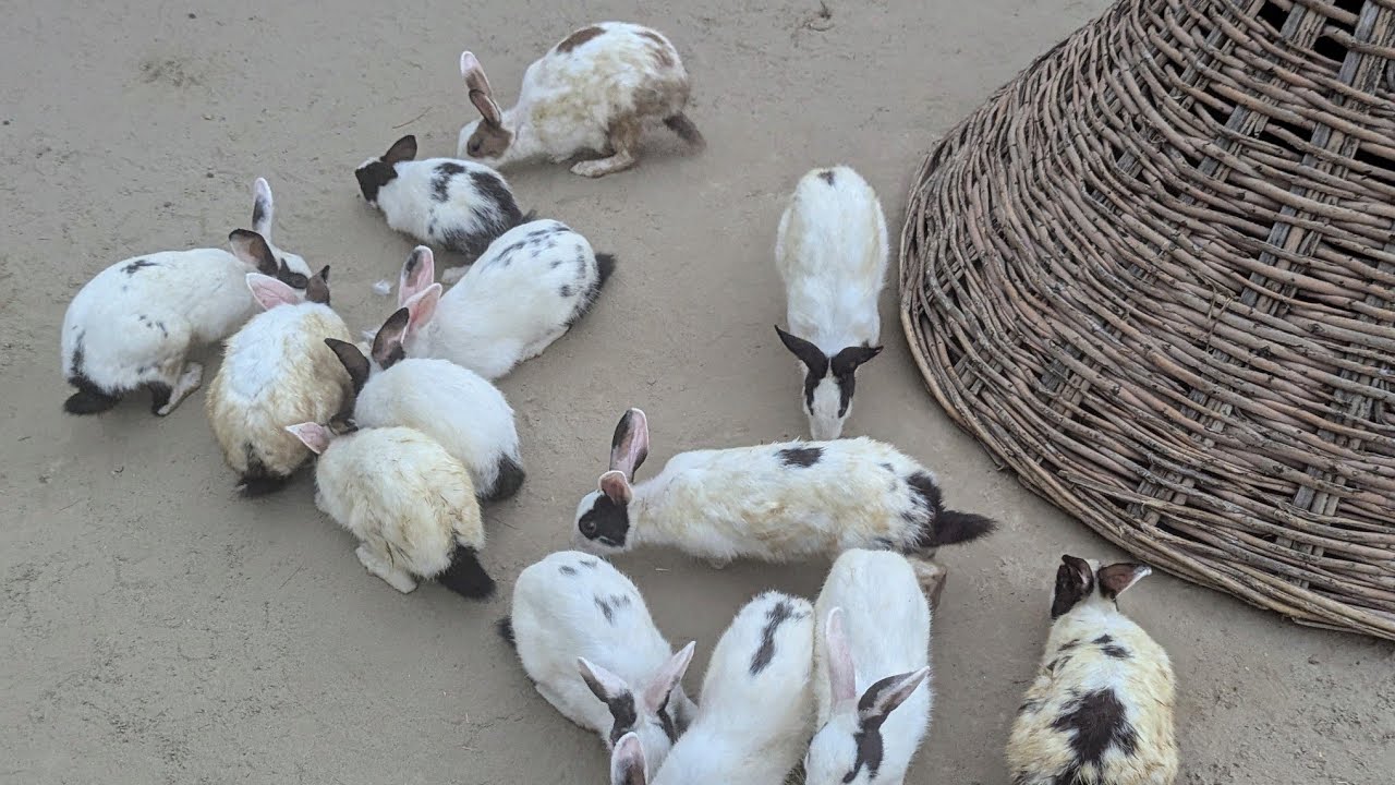 Rabbits Breakfast | Rabbits Morning | Rabbit lover unit | Viral | Animals 