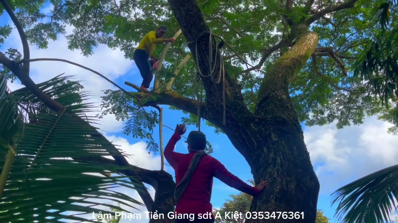 Nhóm A Kiệt leo Cưa Cây Còng khủng nhiều nhánh sát mé sông 