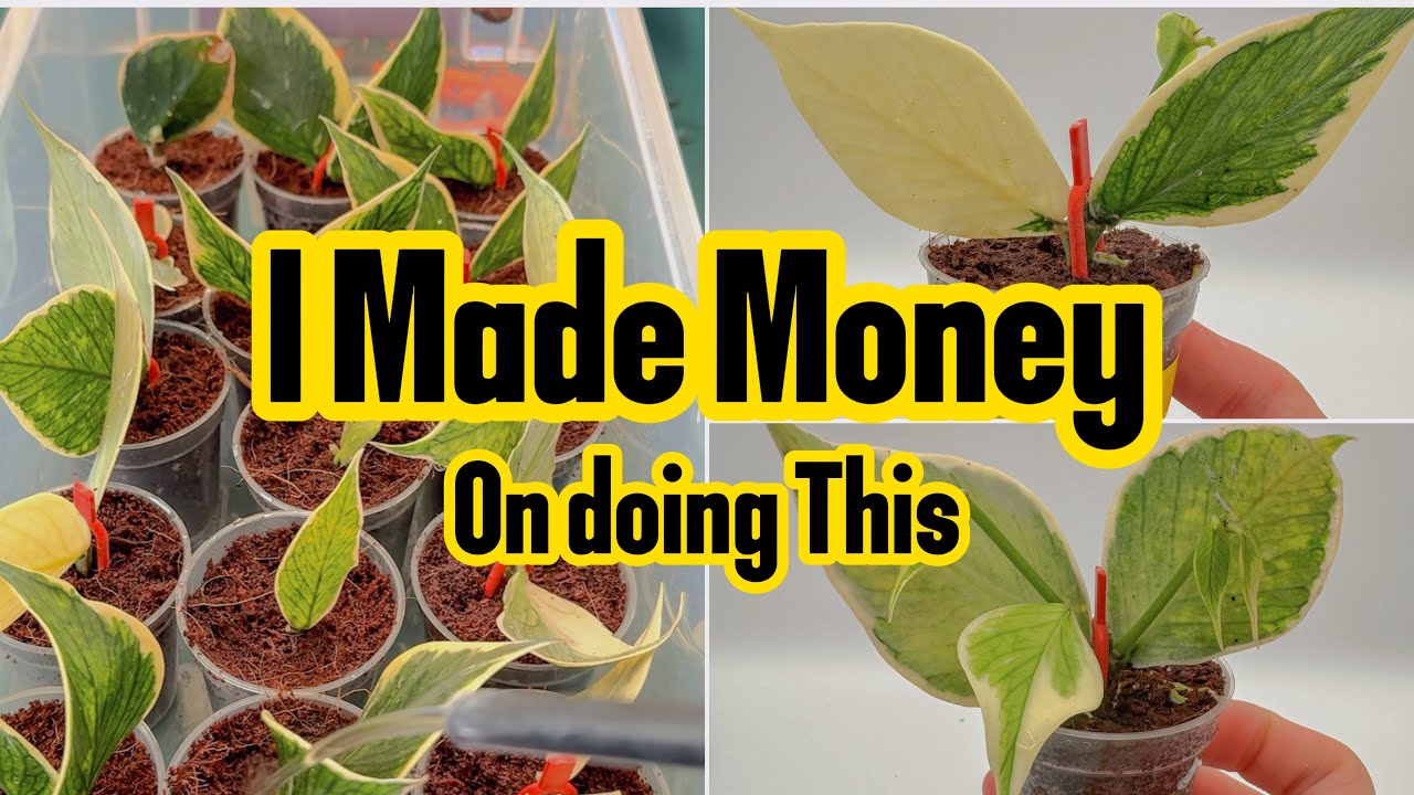 How to Propagate Hoya and Make MONEY?