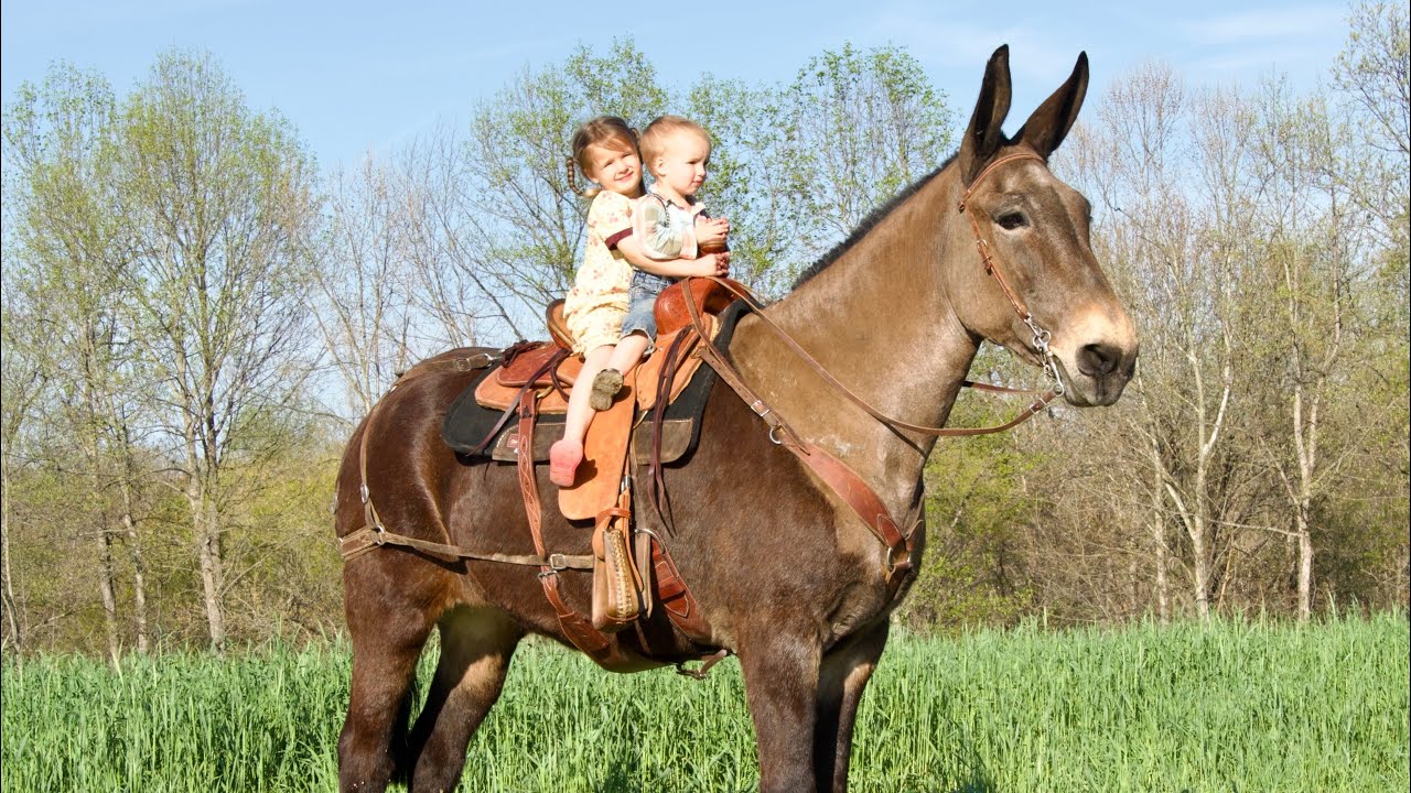 “ Daisy “ 12 year old Draft Molly Mule ride & drive call 606-303-5669 for more information 🤠🤠🤠🤠