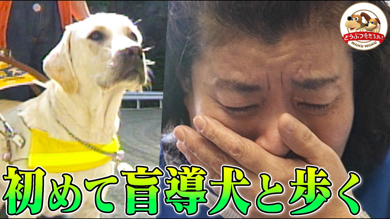 【奇跡の物語】思い出の道を盲導犬ともう１度歩きたい…柿崎さんとユーパスの挑戦（小島一慶ナレーション復刻版）【どうぶつ奇想天外／WAKUWAKU】