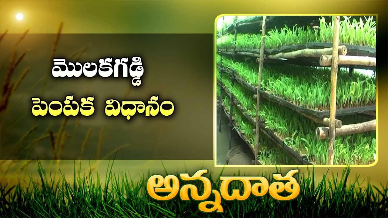 Tips For Hydroponic Grass