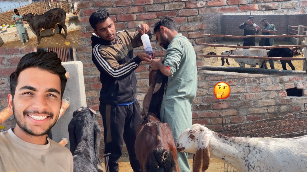 Yah Chiz Janwar Ke Liye Bahut Zarori Hai 😍| Zohaib Pendu | Saqlain Pendu 