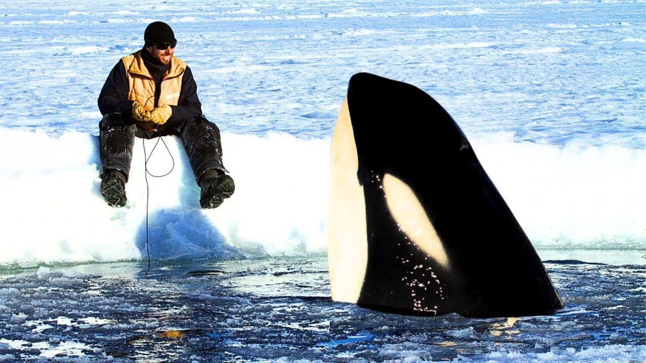 8 Orca Encounters That Will Restore Your Faith in Humanity !