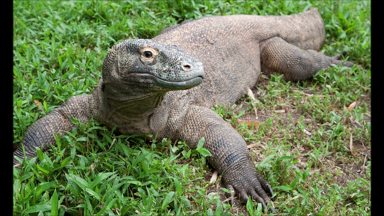 block tales komodo dragon battle theme (1 hour loop)