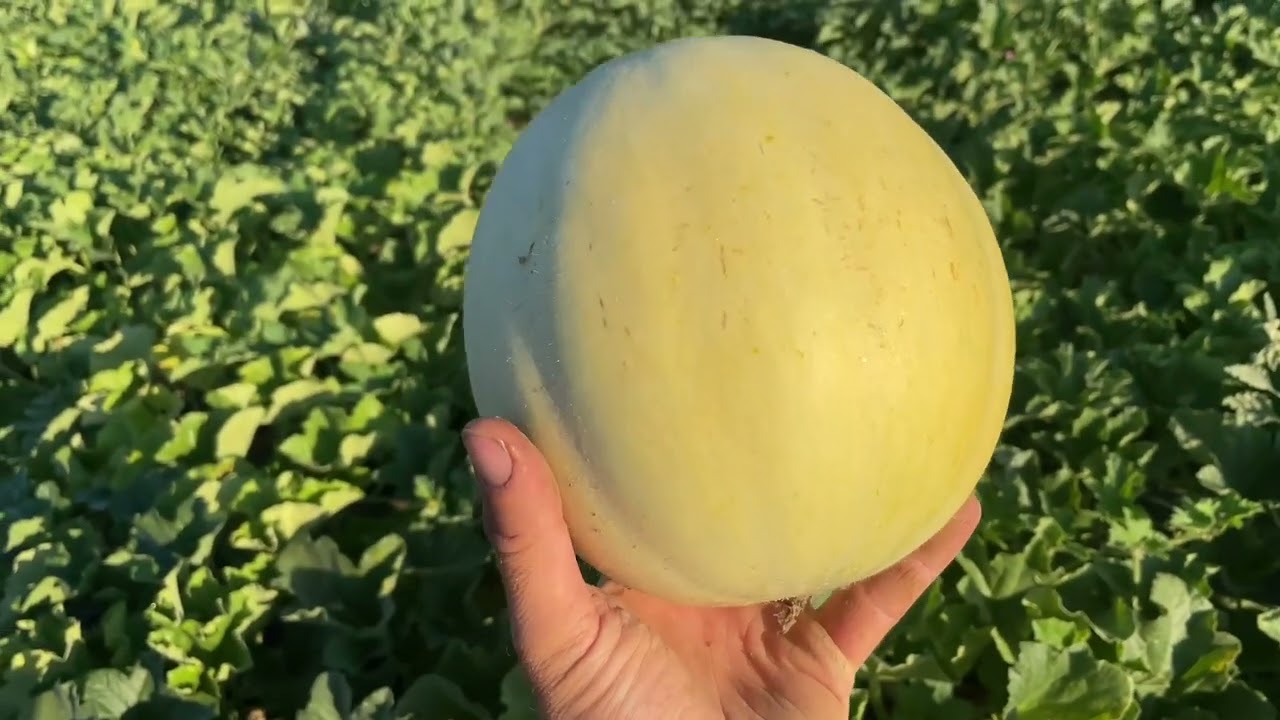 MELONE: come capire quando &egrave; maturo