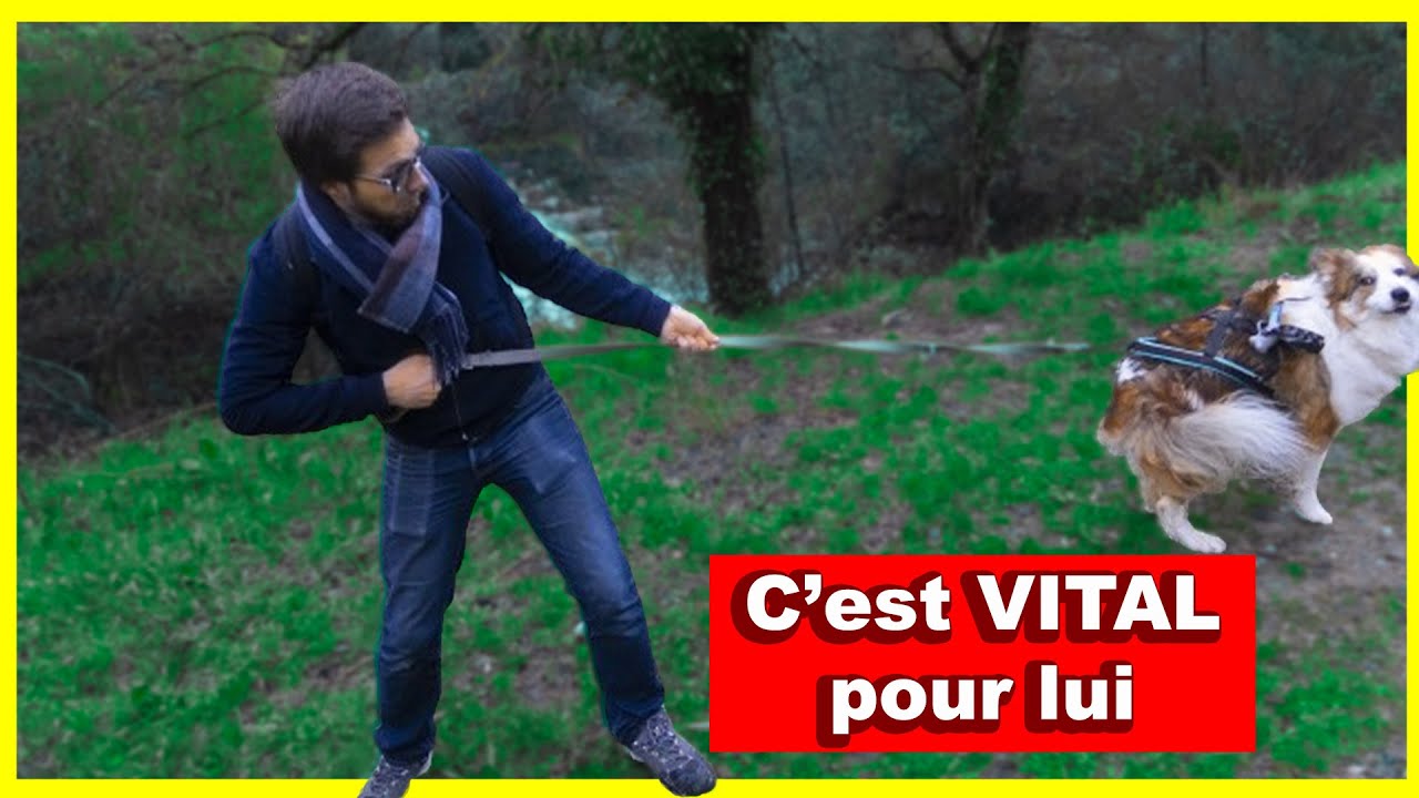 Ne jamais laisser son chien renifler en balade !