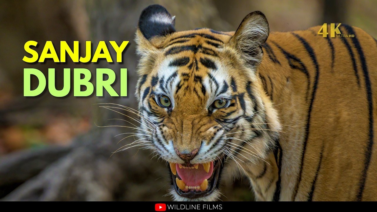 Tiger Mother of Central India – Mausi Maa & Her Cubs | 4K Wildlife Documentary