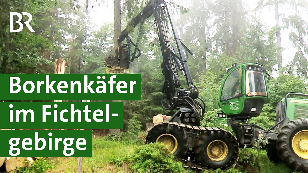 Wald in Not: Borkenkäfer, Trockenheit und Hitze im Fichtelgebirge | Waldsterben | Unser Land | BR
