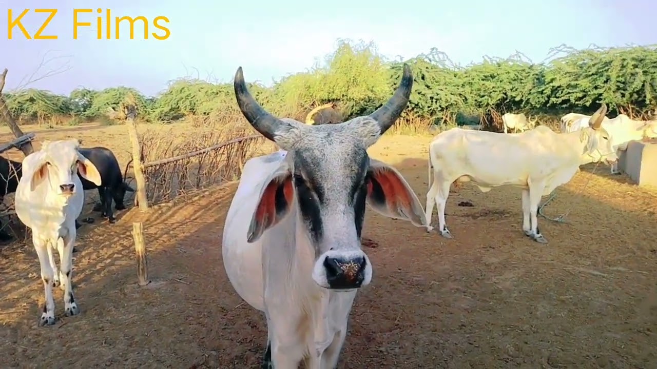 Angry Cow. #cows #angry #animals
