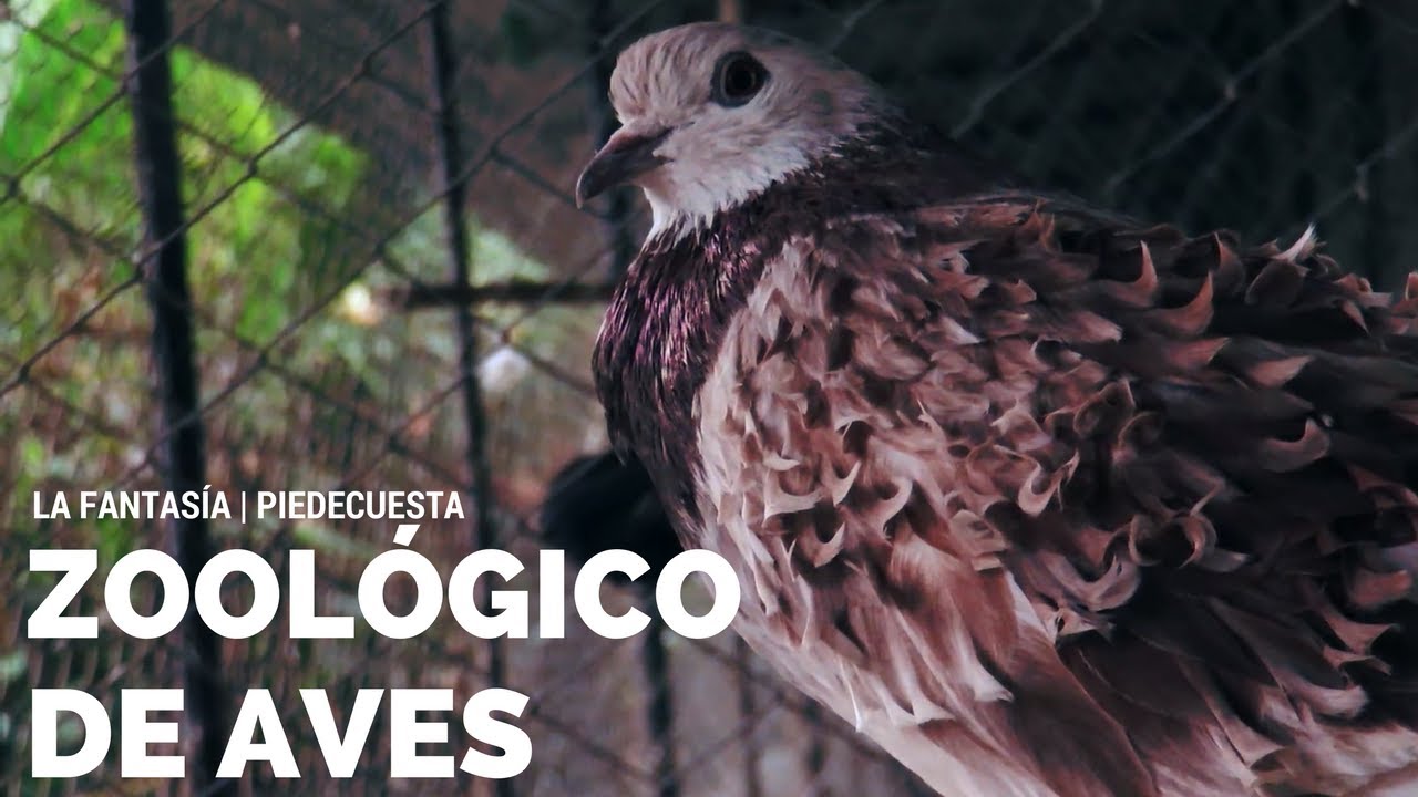 Zoológico de Aves | Piedecuesta