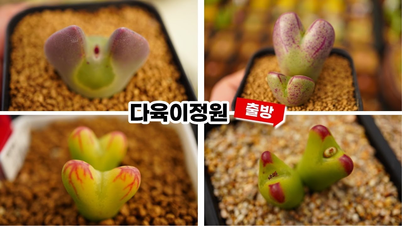 다육이정원 #꽃비랑다육#출방