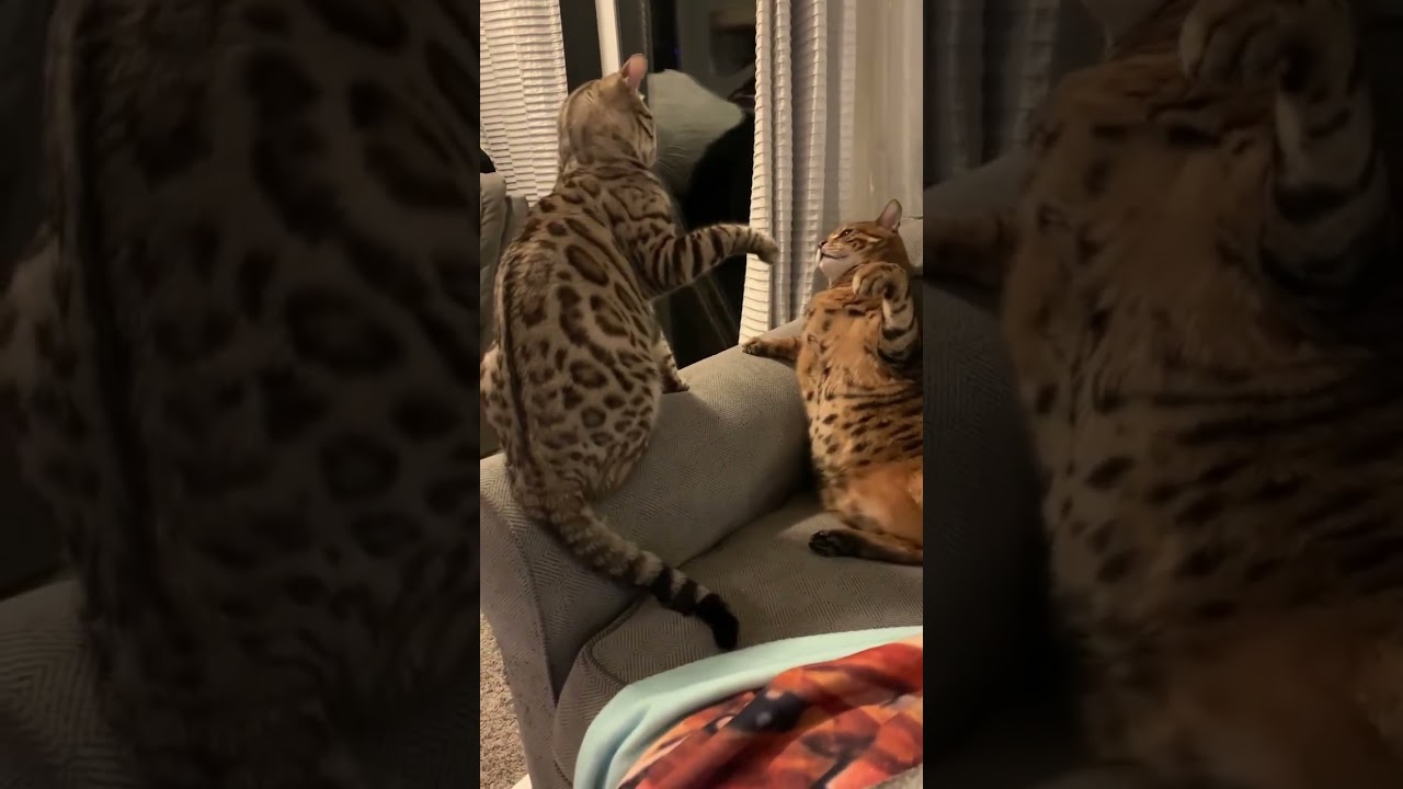 Bengal Cat Fight | Who Do You Think Won?