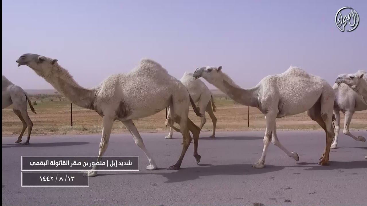 شديد اهل الابل | مع مالك الابل / منصور بن صقر القاتوله البقمي 13-8-1442