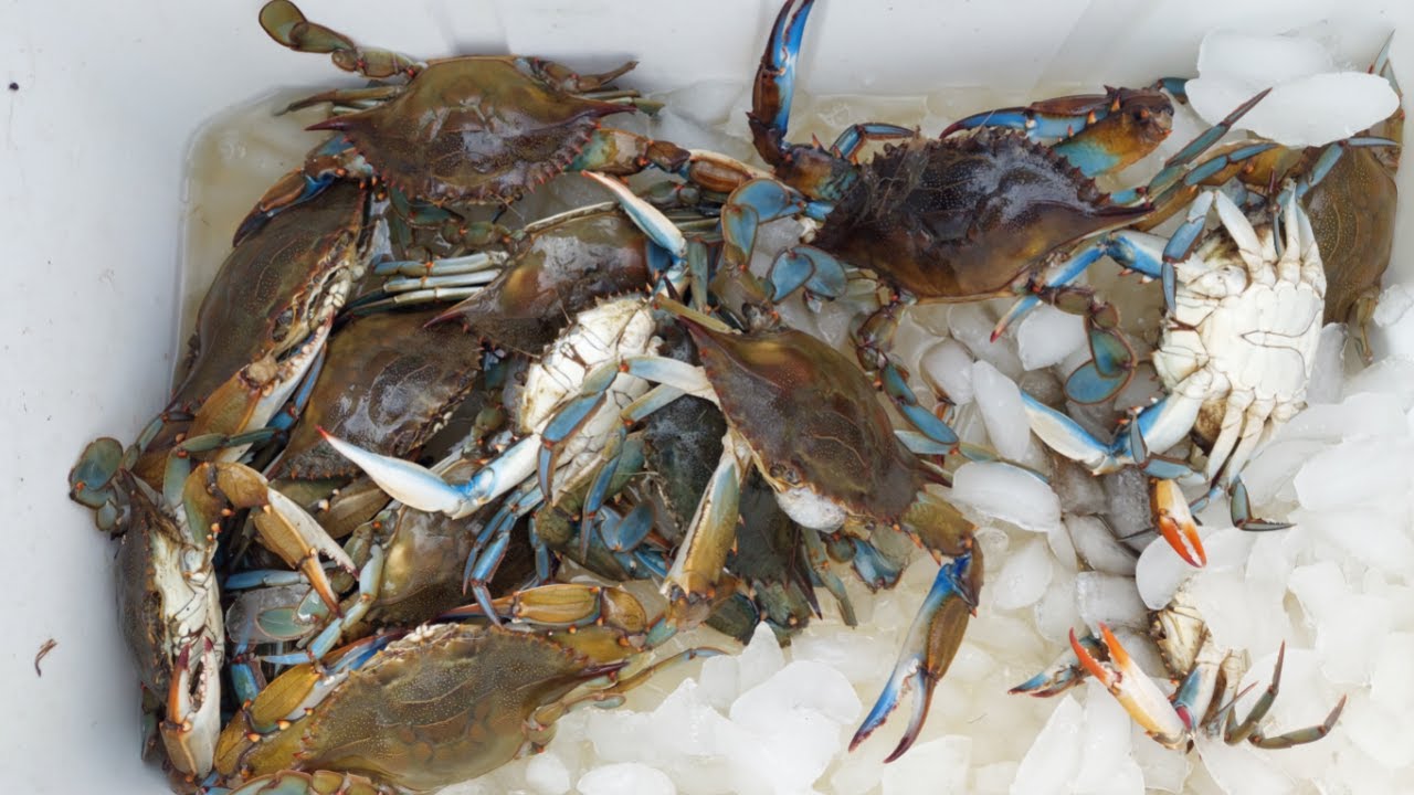 Crabbing Off the Side of the Road ** Fun and EASY to Do