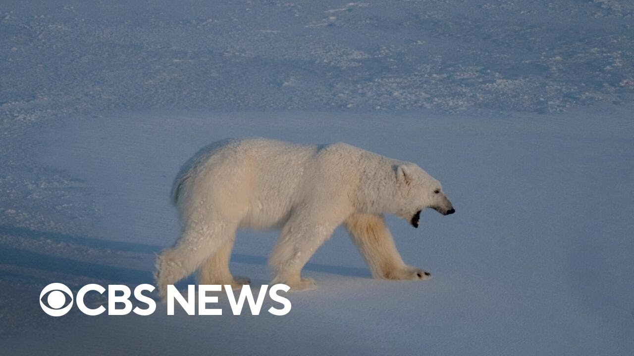 Fat, healthy polar bears surprise researchers