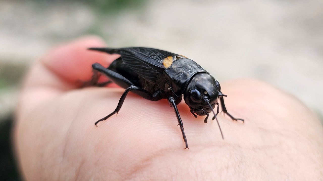 Gryllus bimaculatus insect