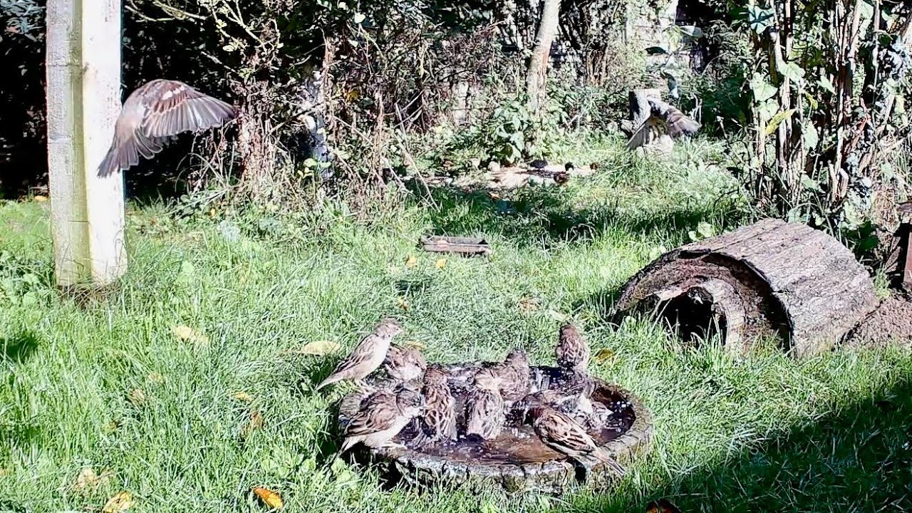 Wild Garden Diary - House Sparrows
