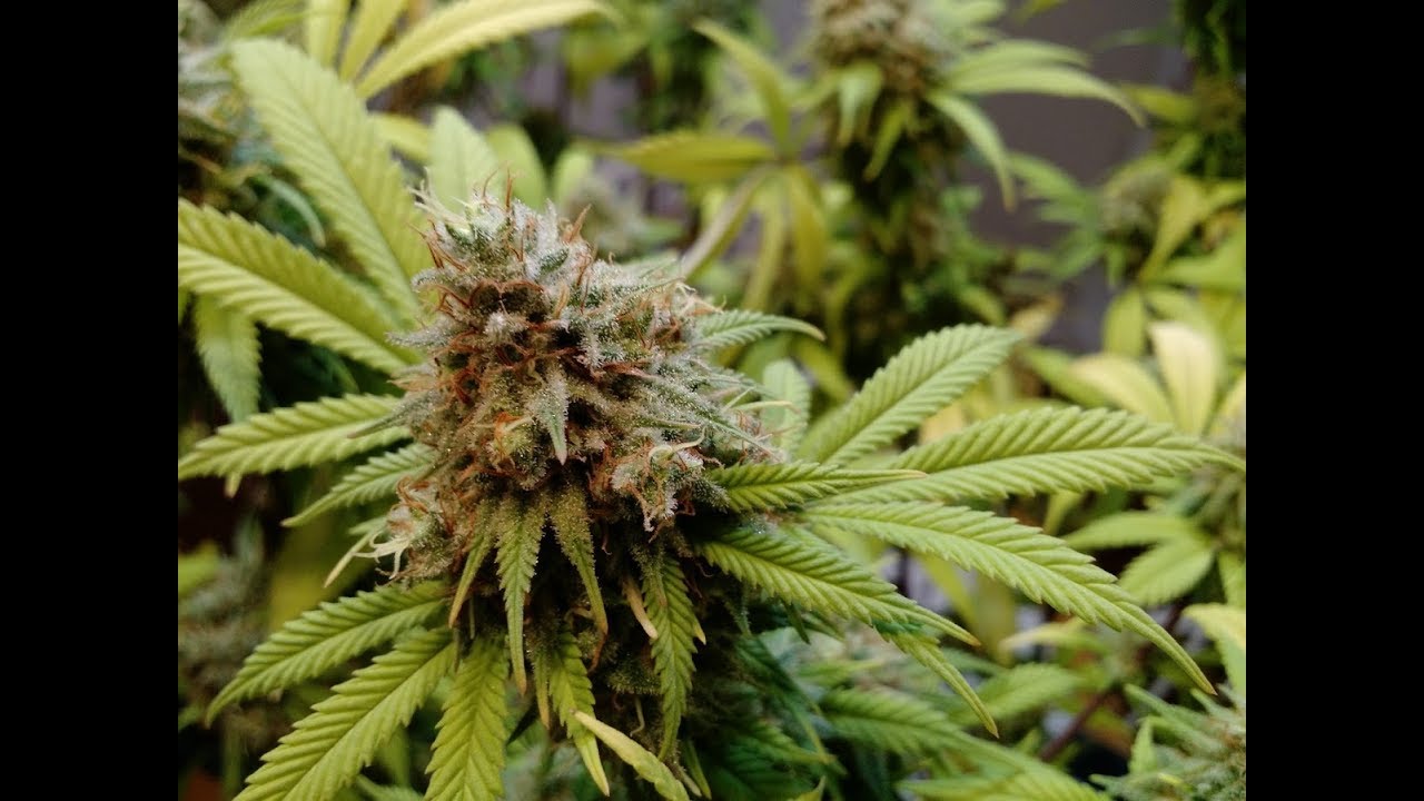 Pre-Harvest Nug Porn - Blue Dream Day 66 4K