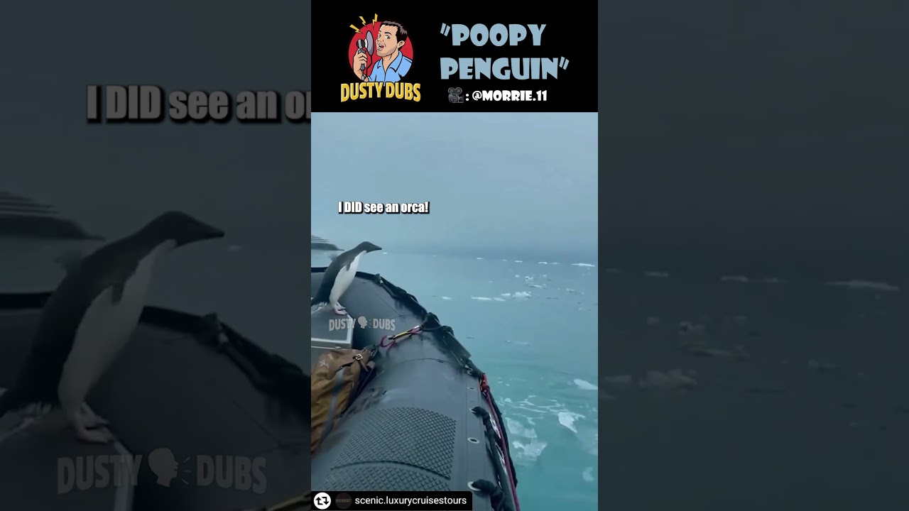 Poopy Penguin 💩🐧 