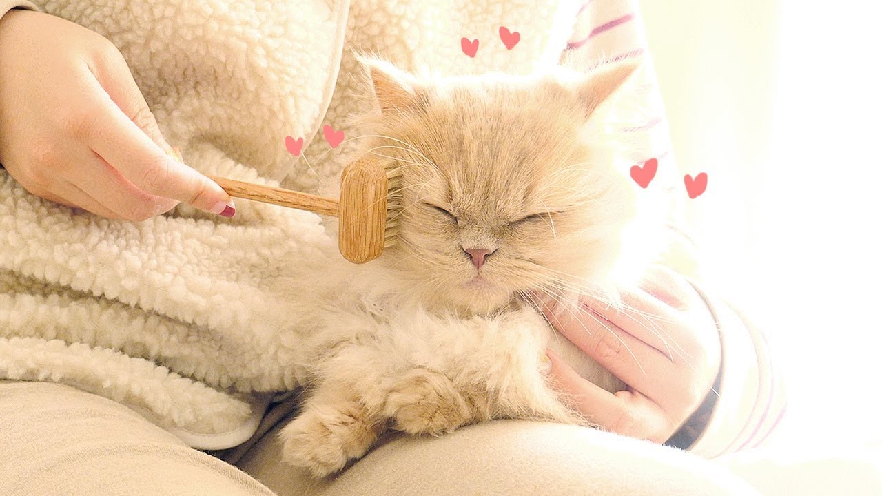 [힐-링] 따뜻한 햇살 아래서 빗질 받는 꾸루꾸루냥 💕