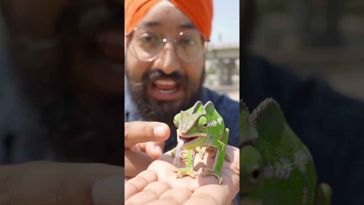 #rabnoortv #shortsfeed #viral #pets #pet #chameleon #animalshorts #reels