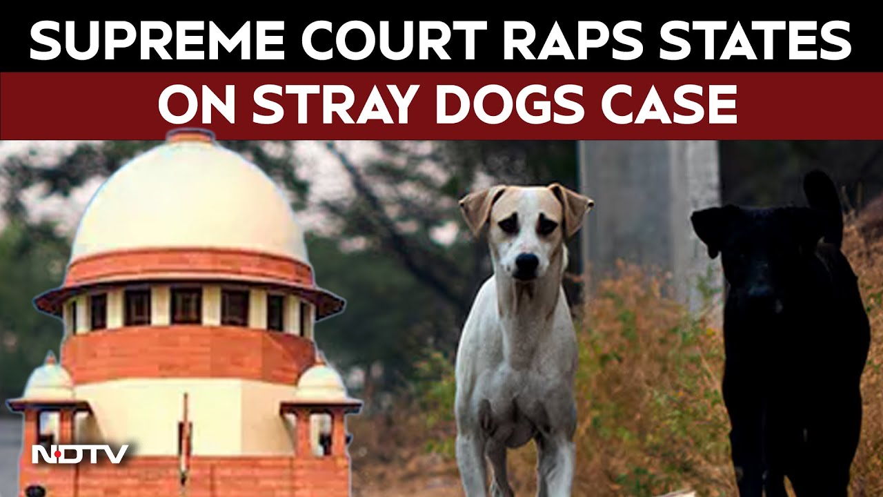 SC On Stray Dogs | Supreme Court Raps States On Stray Dogs Case: "India Portrayed In Bad Light"