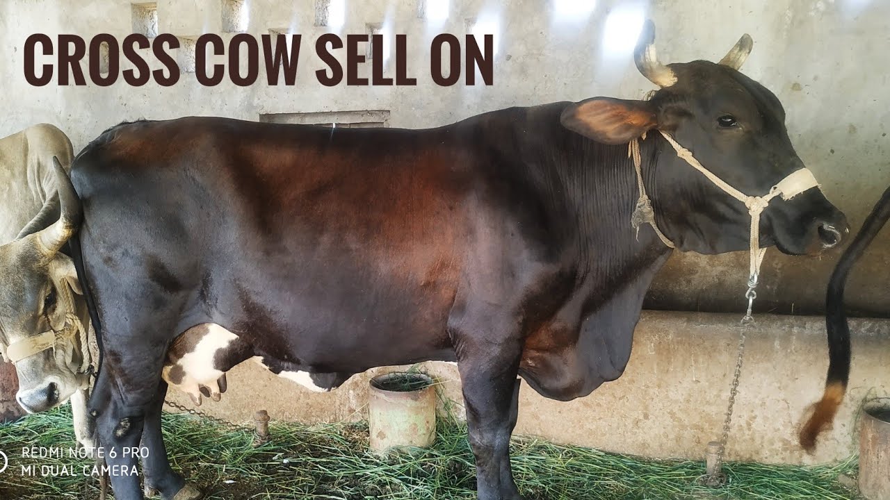 HF Cross cow selling ।। Cross breed cow for sale ।। Cross cow sell Price-50,000.