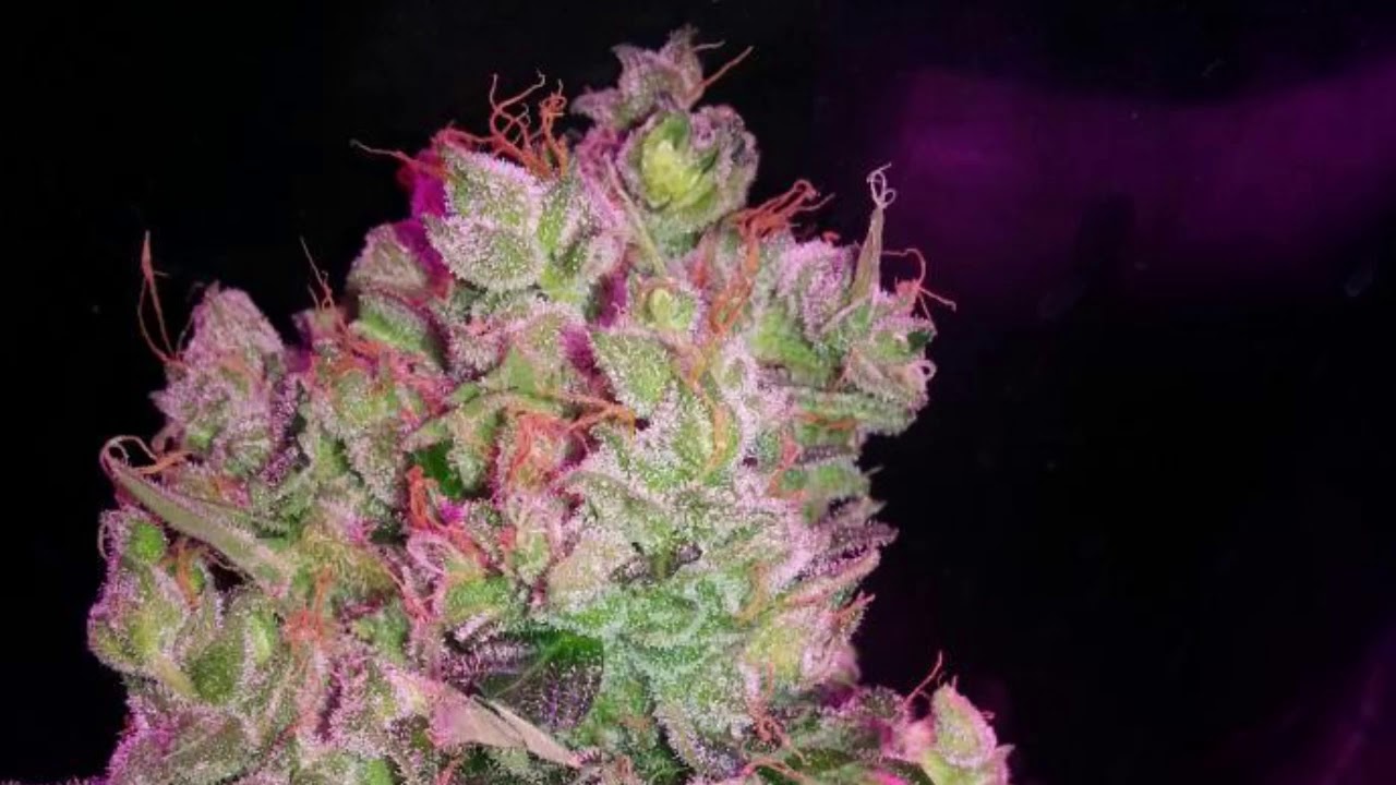 SnowStorm #2 Dutch Passion