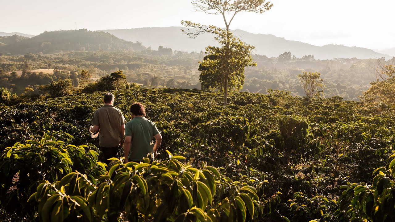 Improving Coffee Quality: Harvesting, Processing and Cupping at Finca Tamana