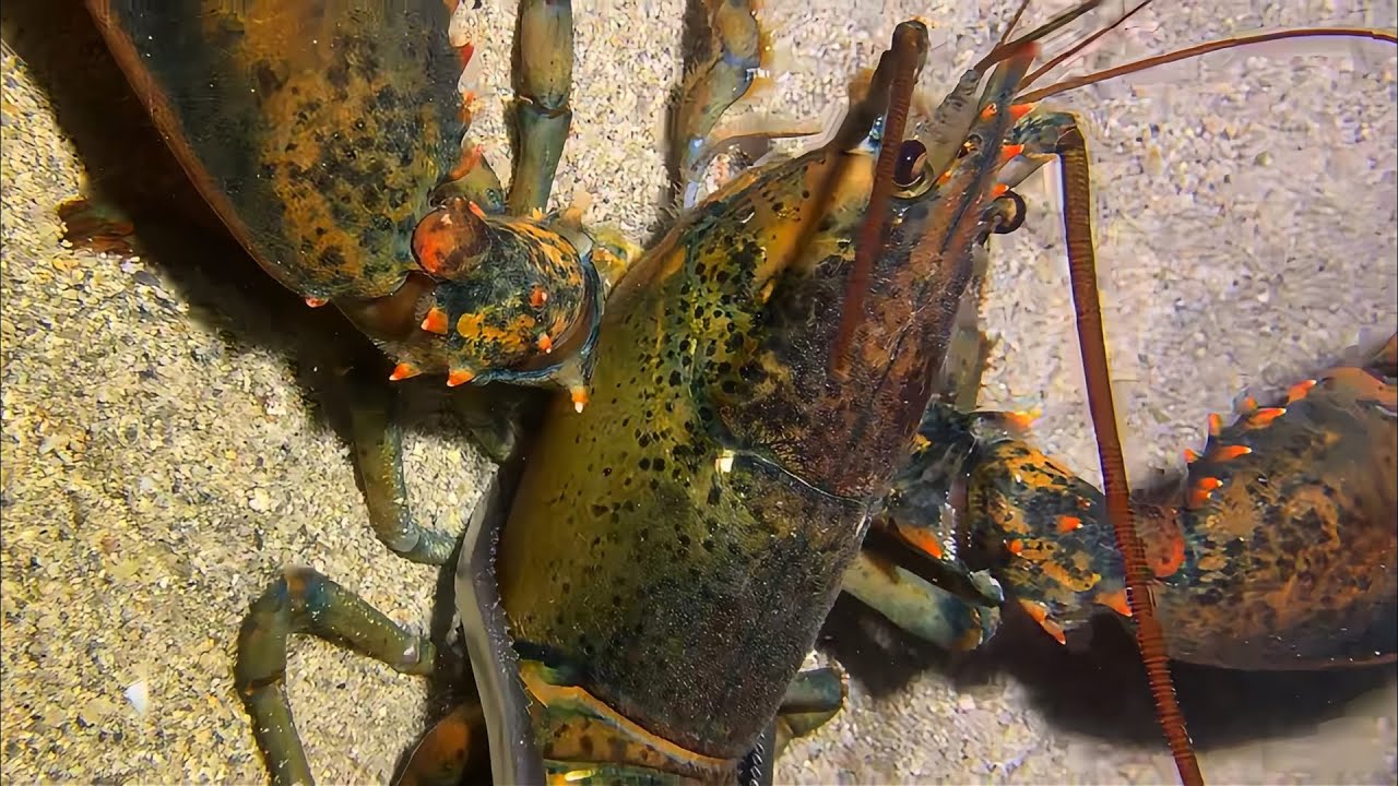 Live 🟢-Pro Diving Skills Full Record - Perfect Every Time！ #diving #fishing #lobster #crab #shorts
