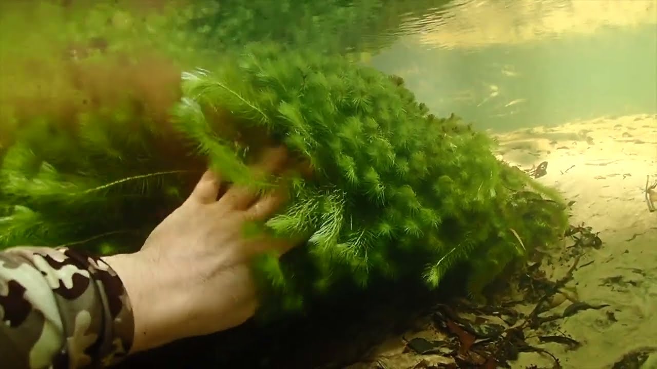Forest Stream in North-east Brazil