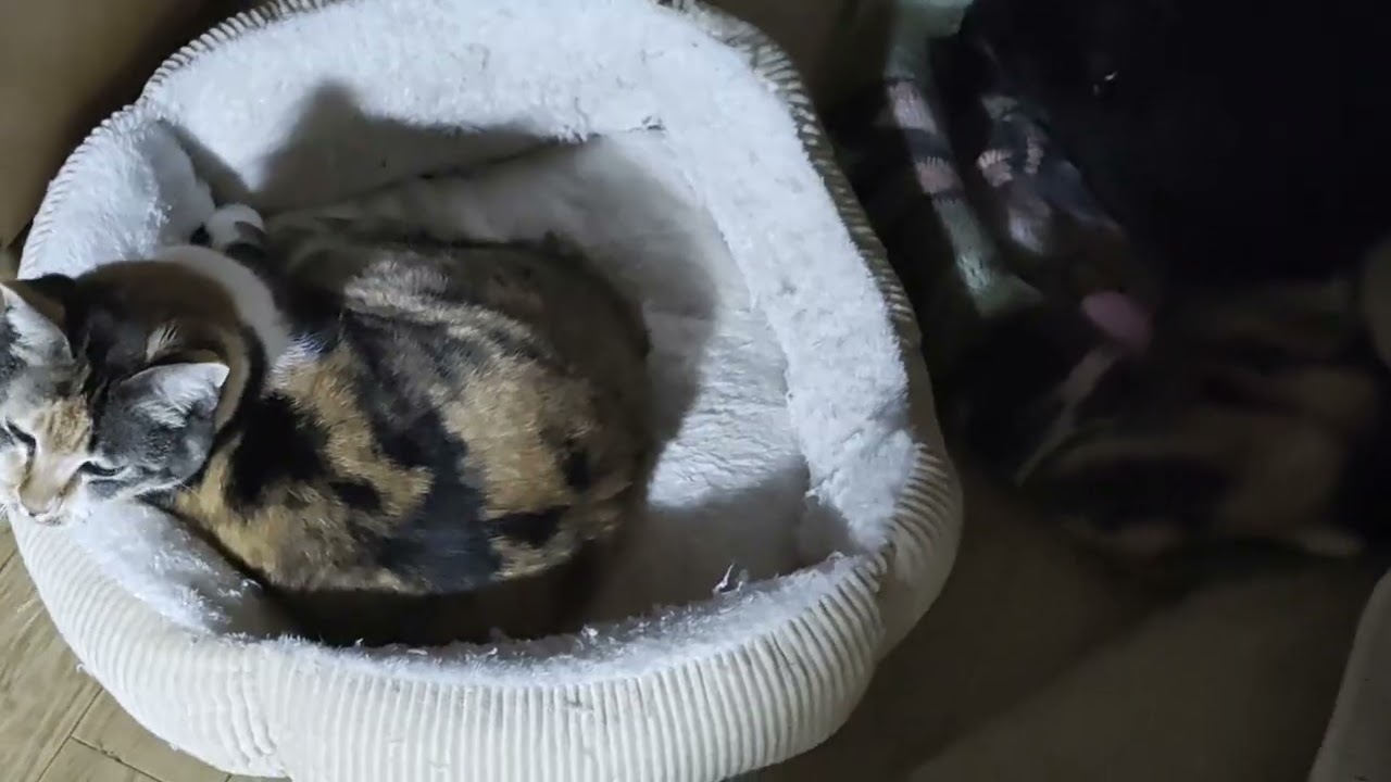 Cat's sleeping line【Terrace and Stella】