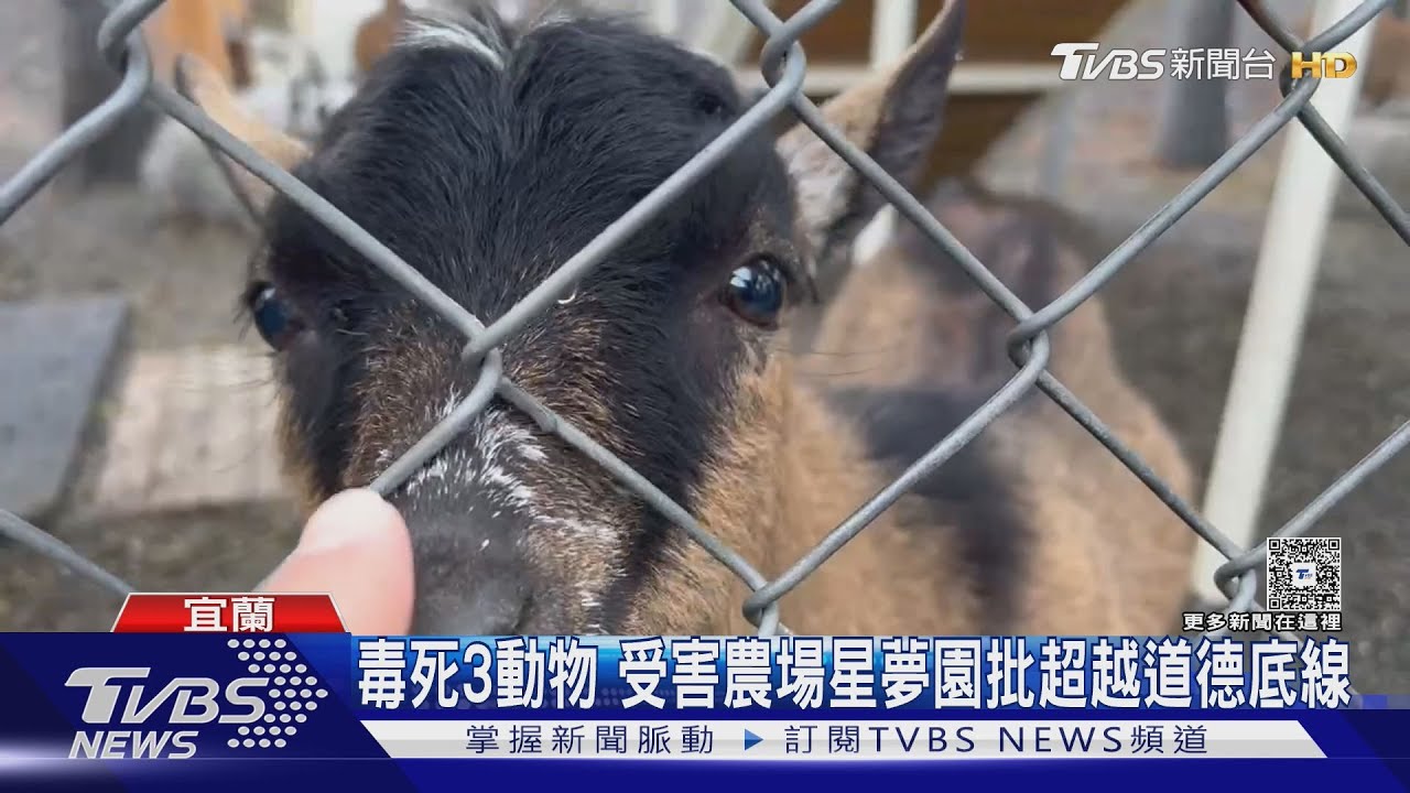 不滿員工跳槽 張美阿嬤兒空投毒死對手動物｜TVBS新聞 @TVBSNEWS01