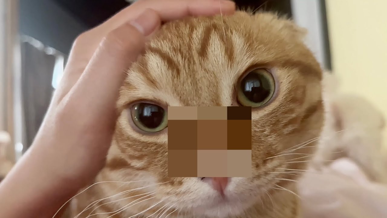 朝、目が覚めたら子猫のぽちゃくんがお腹の上に乗ってきました💓
