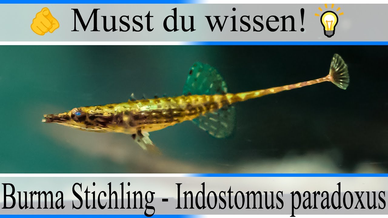 Haltungsbedingungen und Infos zu Burma Stichling - Indostomus paradoxus | #Aquarium