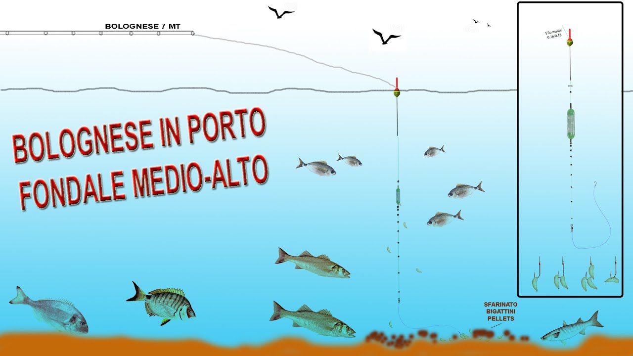 Tutorial: bolognese in porto su fondale medio alto ... un possibile approccio!!!! (A modo Mio)