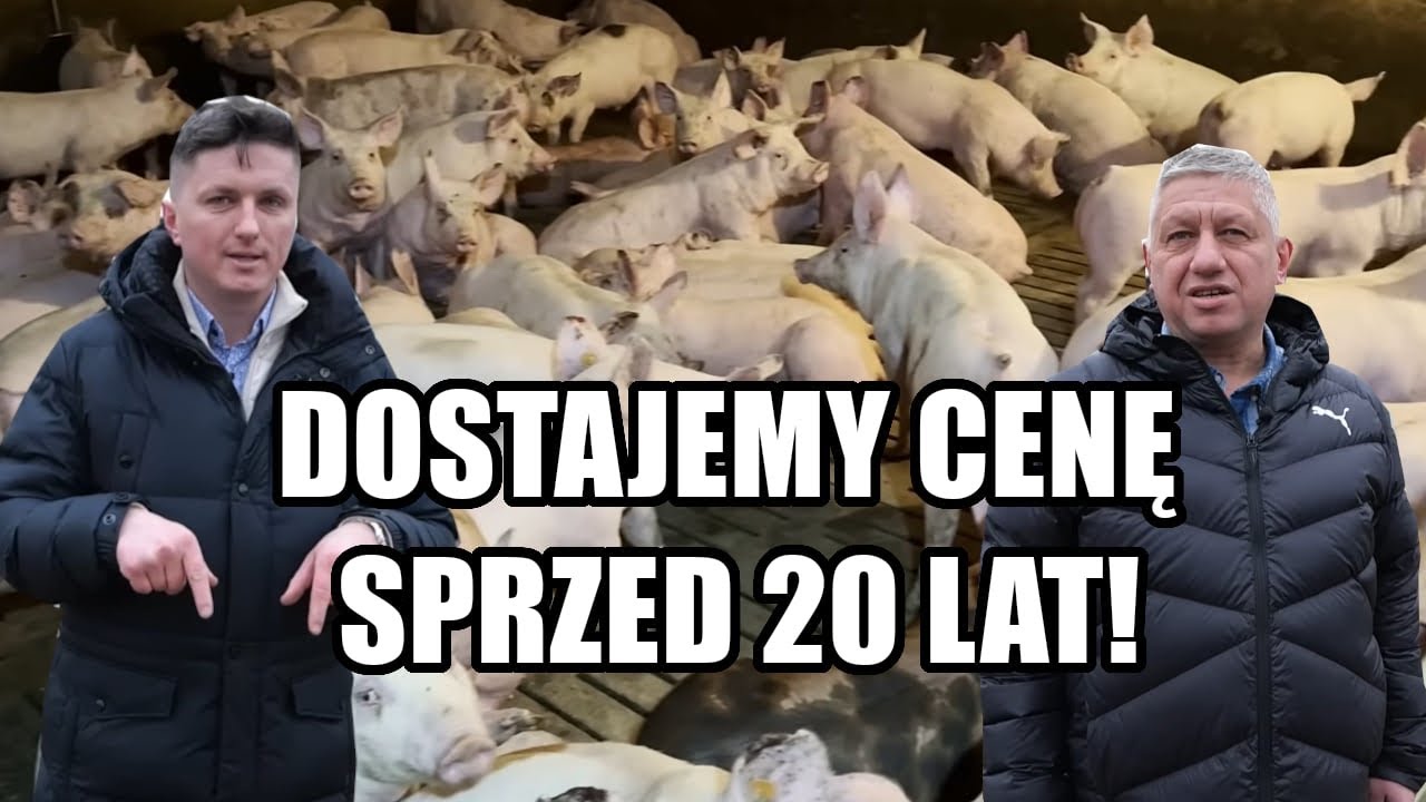 Hodowcy trzody mają dość! 