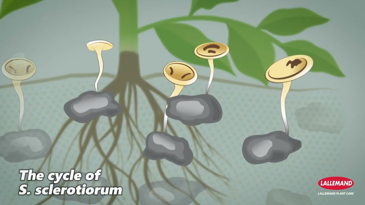 🔎 LALEXPERT: Sclerotinia cycle and prophylactic methods