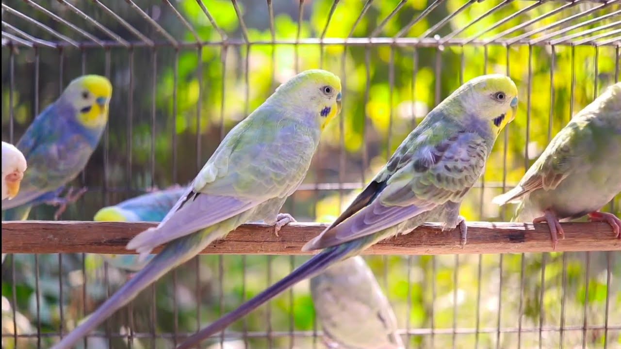 The Sound of Happy Budgies 🐦😊