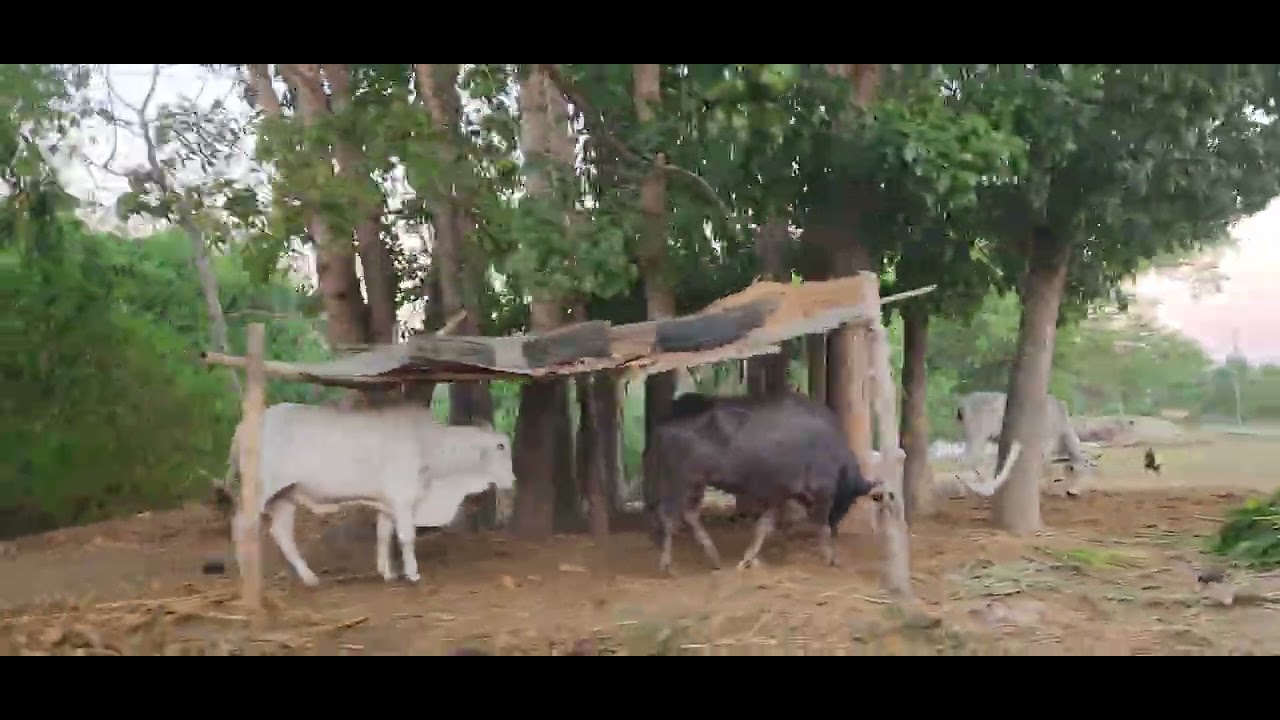 SARAP BUHAY SA PROBINSYA..!!#youtube #youtubevideo #happy#buhayprobinsya #life #
