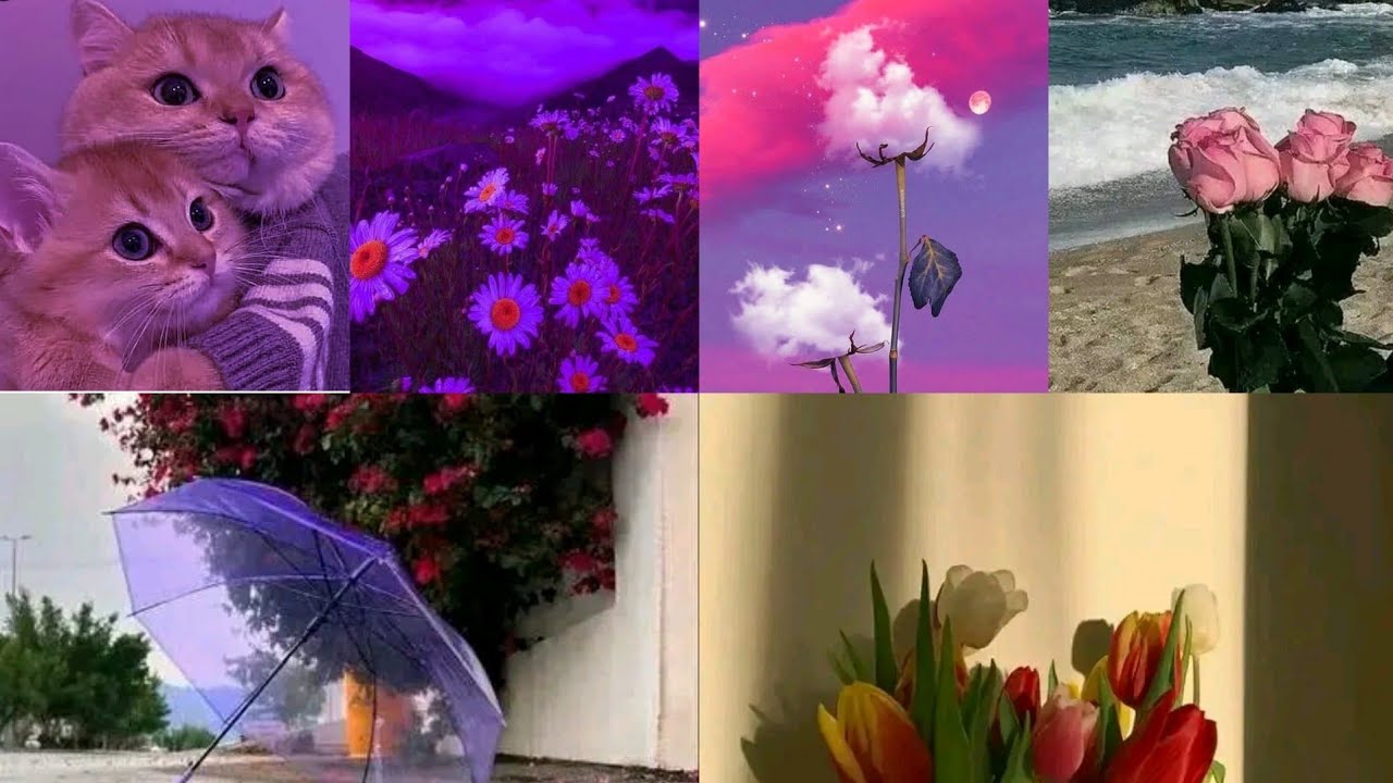 خلفيات كيوت للبنات خلفيات ورد 🌺خلفيات كيوت للهاتف 😍