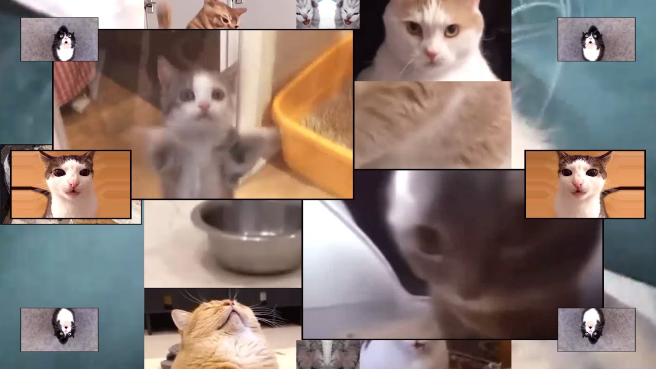 猫又