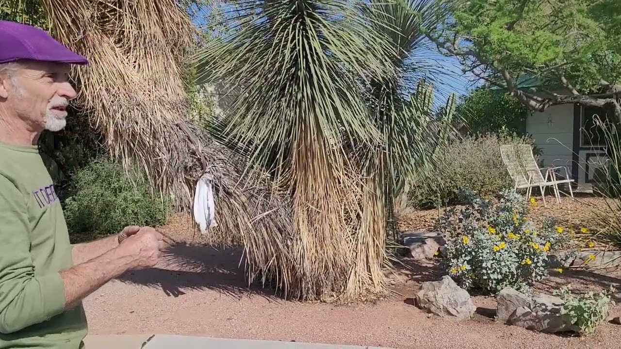 Yucca 